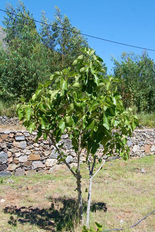 Quinta Da Figueirinha Villa Marvão Exterior foto